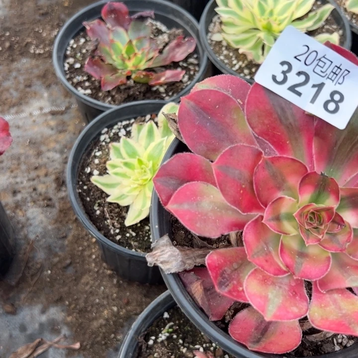 多肉植物3218种植物