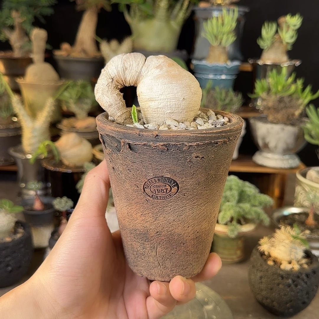 一物一拍樱花大戟1580