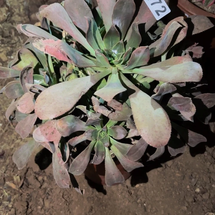 472仙桃多肉植物不售后