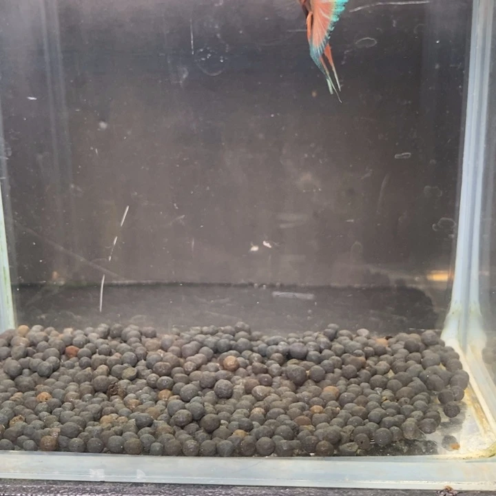 斗鱼泰国斗鱼320号