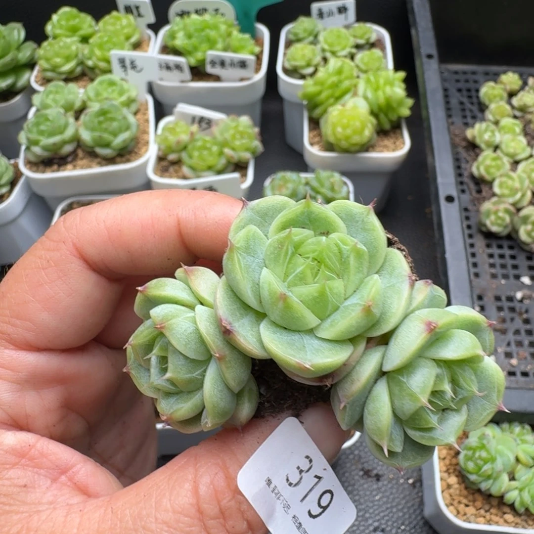 一物一拍一盒530-319