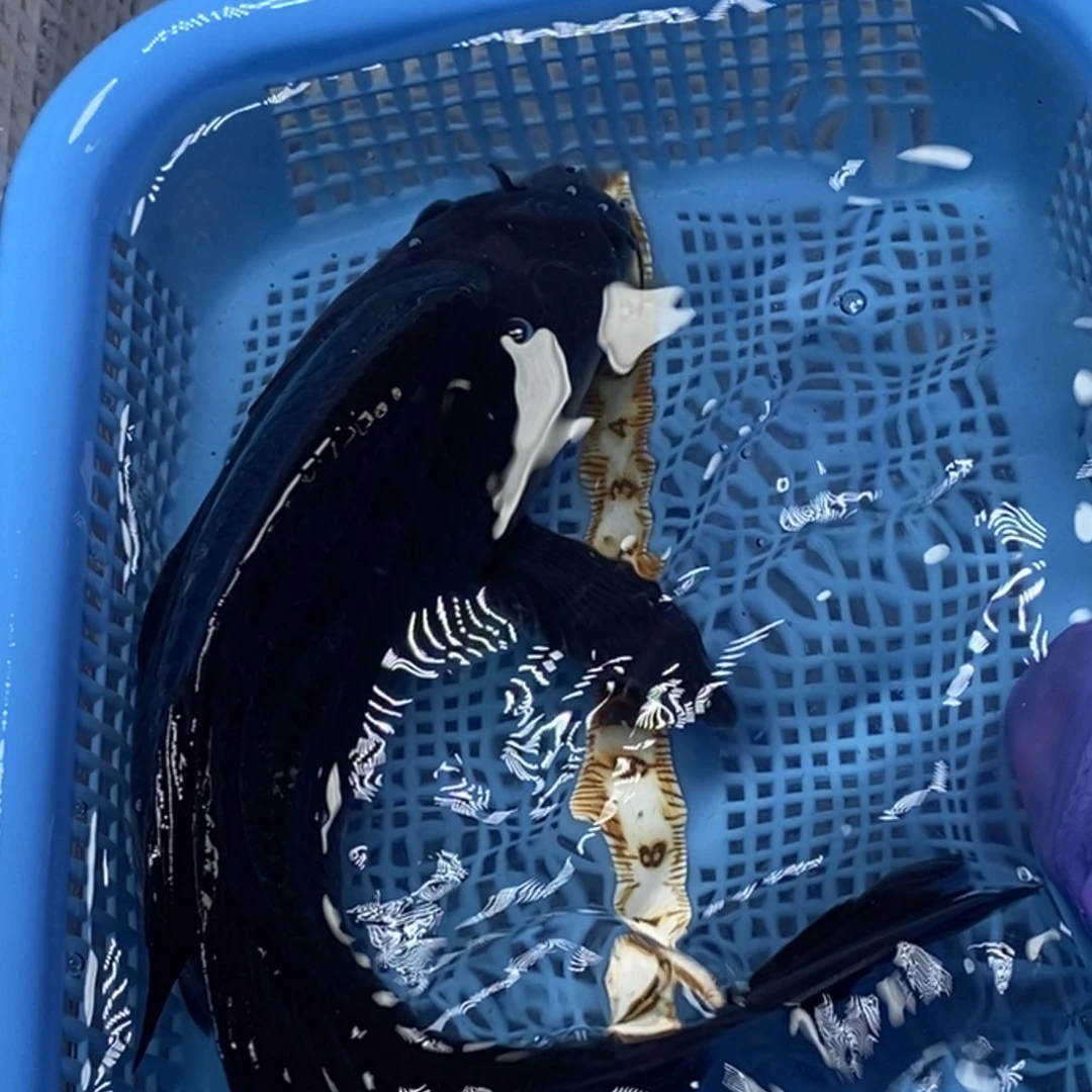 锦鲤冷水锦鲤包邮