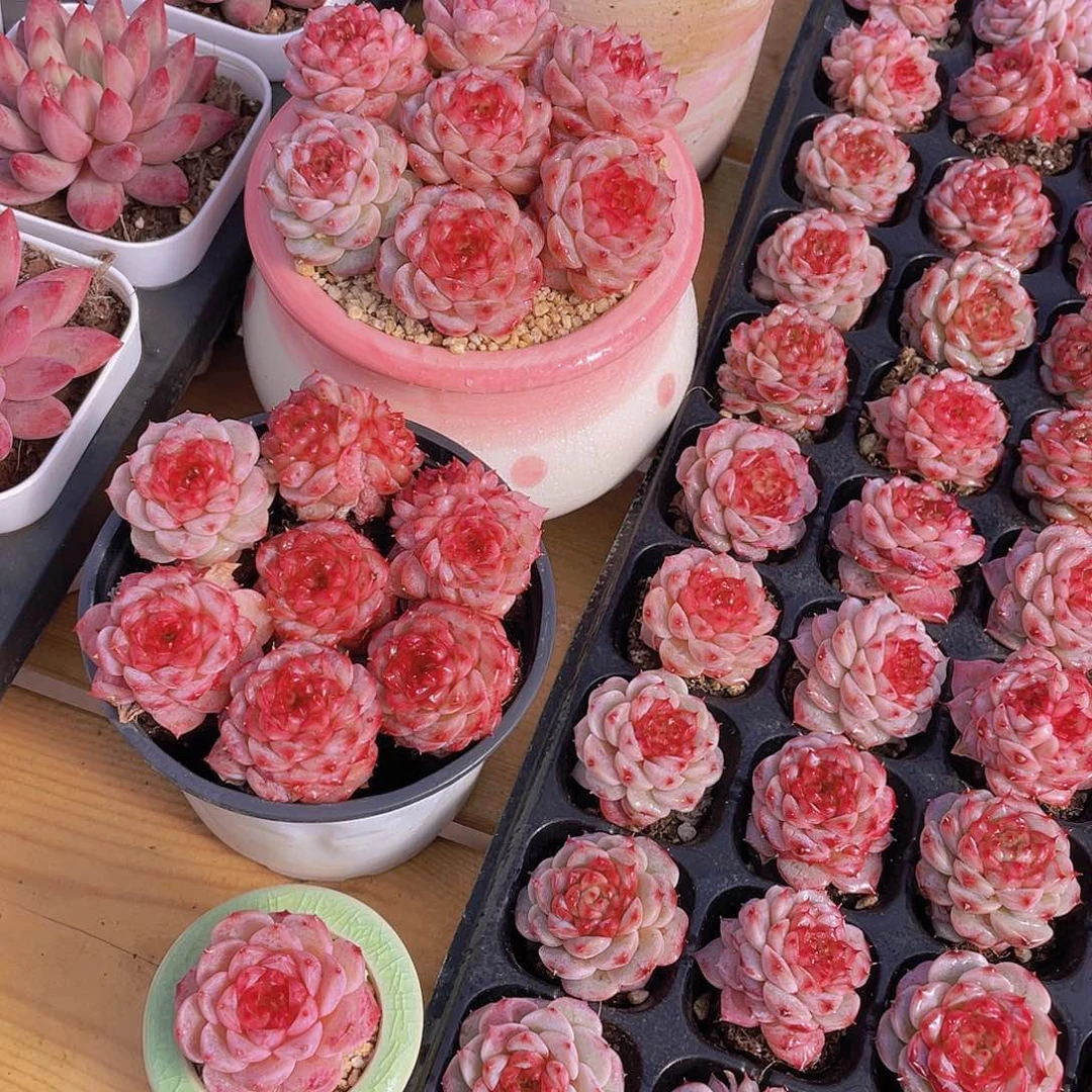 量拍72号 糖心天鹅绒单头双头混发7个