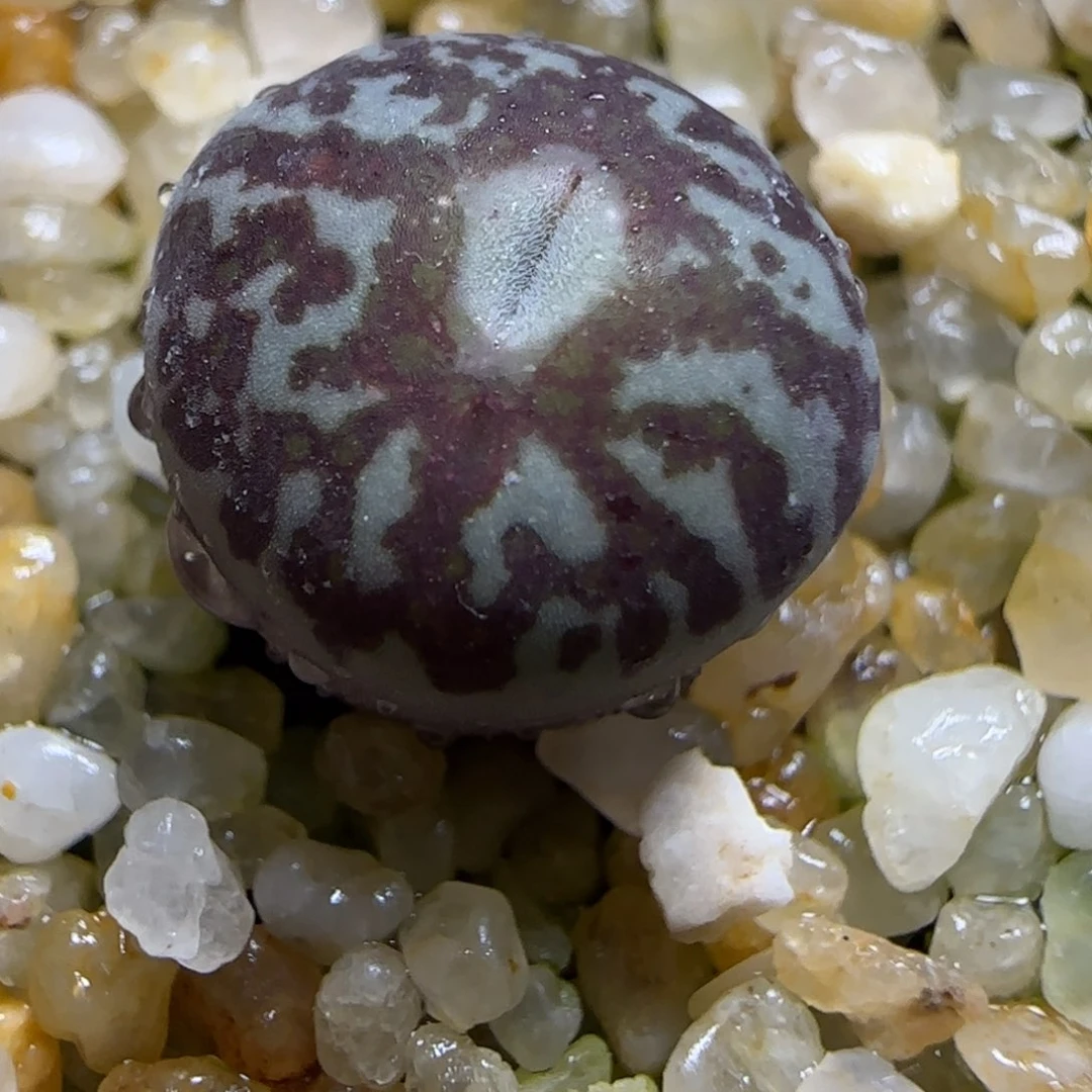 2.3多肉超墨一颗3号