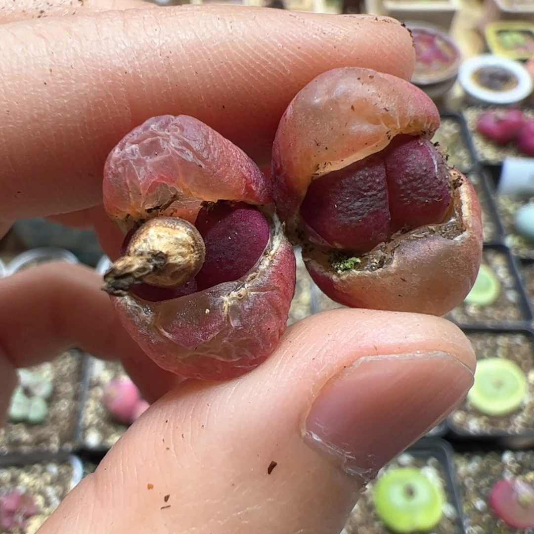 【闪购商品】269 吕氏