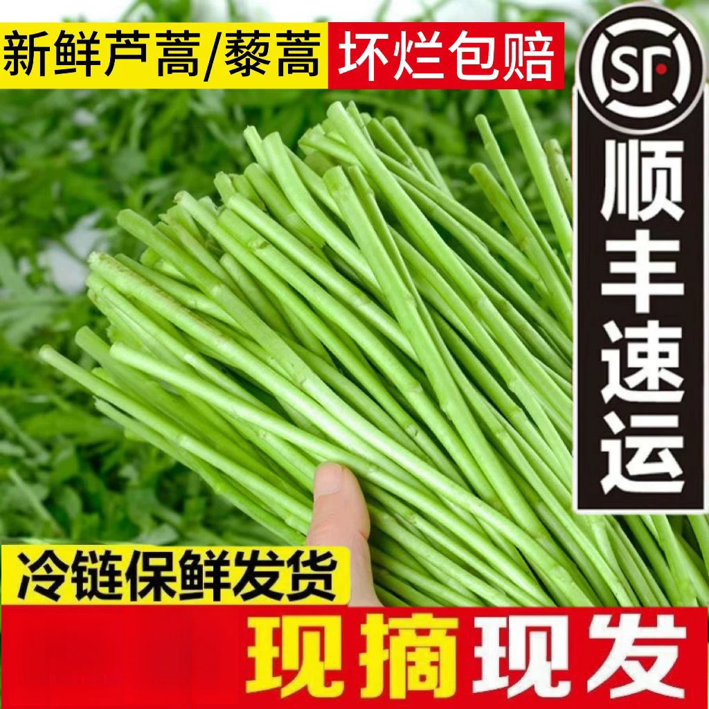 【顺丰包邮】次日达新鲜芦蒿【净菜】农家野生泥蒿藜蒿现摘现发