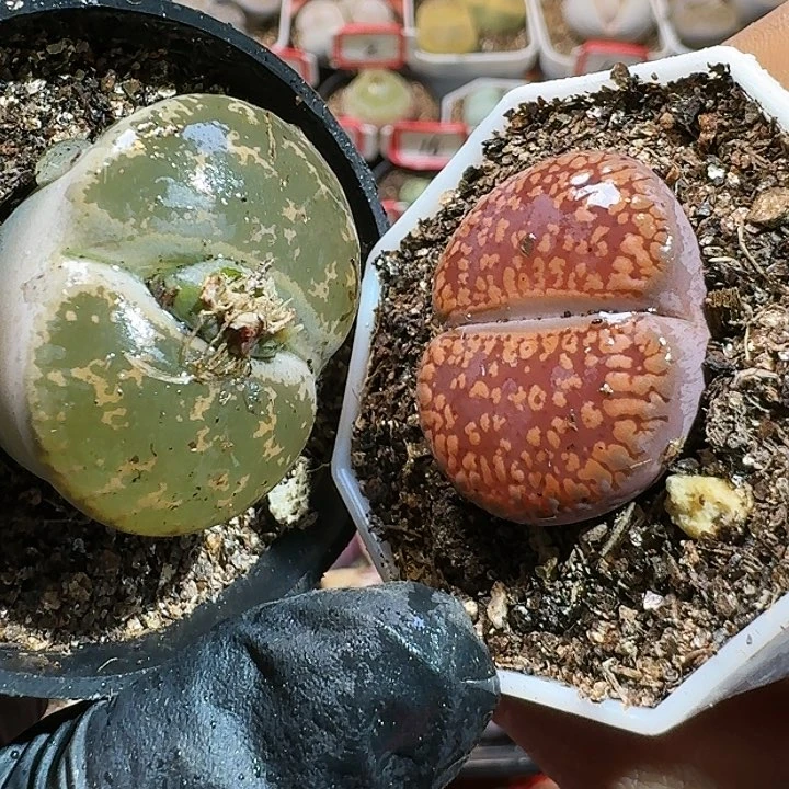 生石花1121111。  333