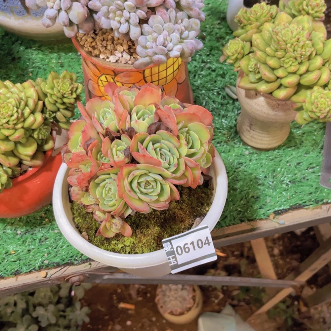 菲***儿埃斯梅拉达朵朵06104