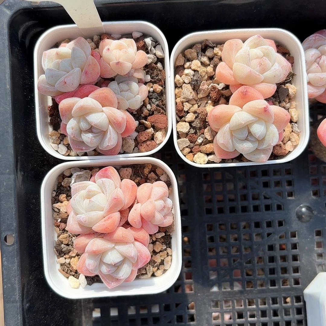 多肉群生1382号2,3，4头