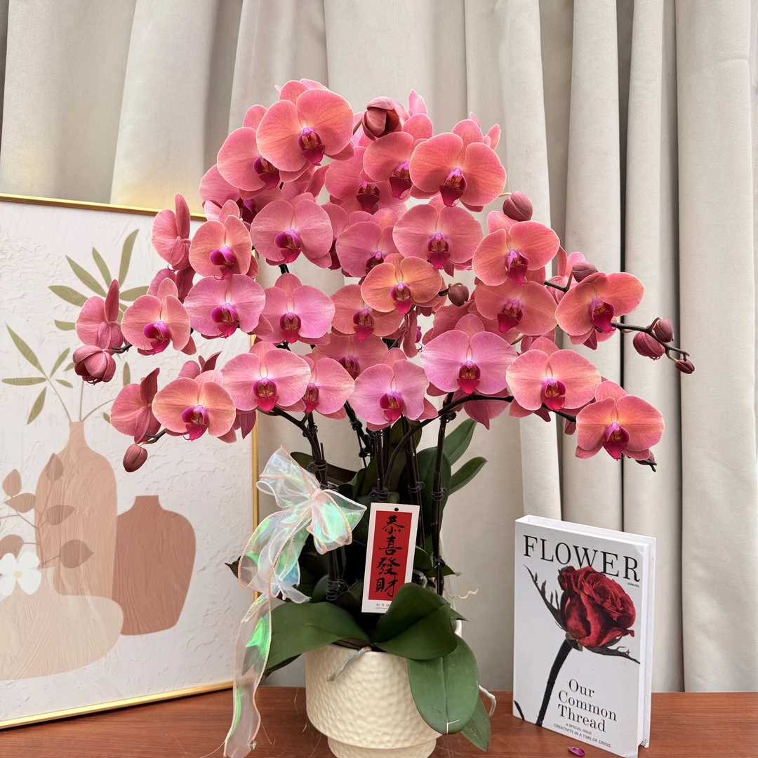 蝴蝶蘭《欣欣向荣》复古稀有色系 一花观三色 大花型 基地直发