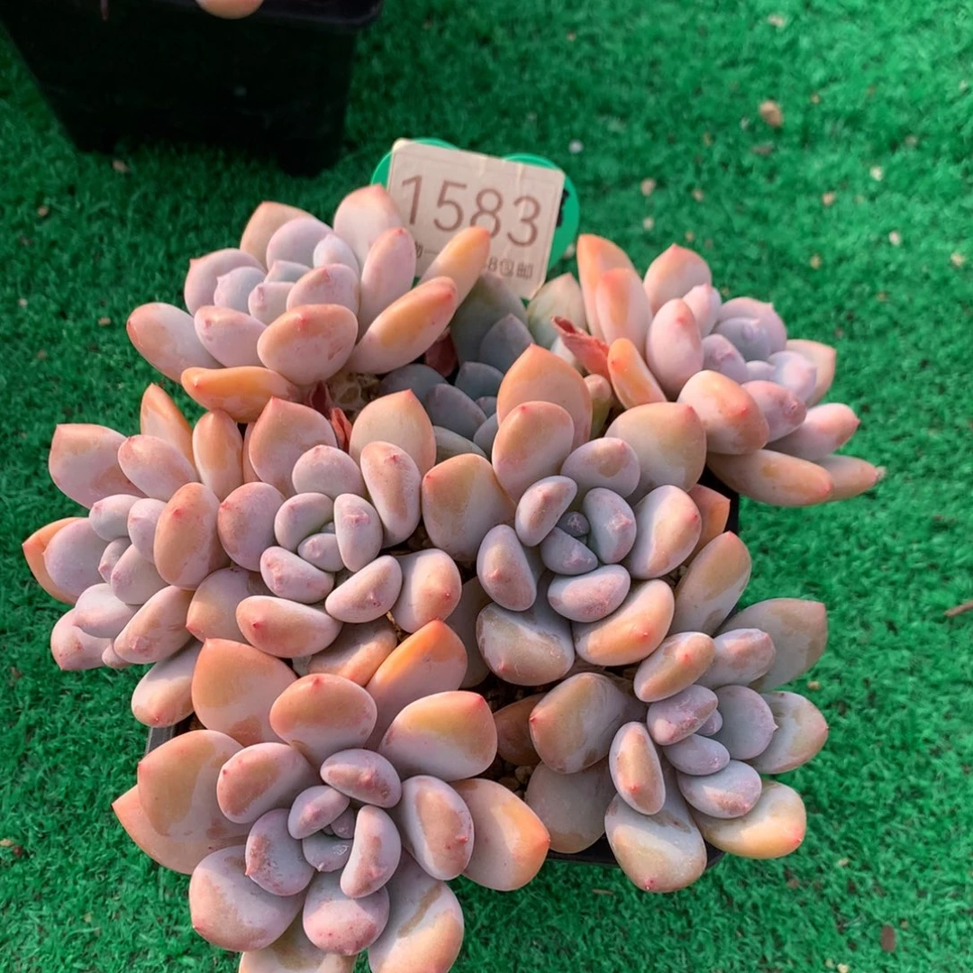 三明治美人老桩平头1583