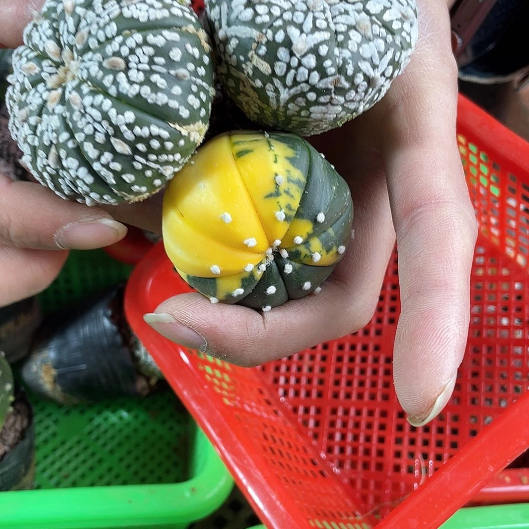 4cm起实生v兜1颗兜锦1颗超兜1颗