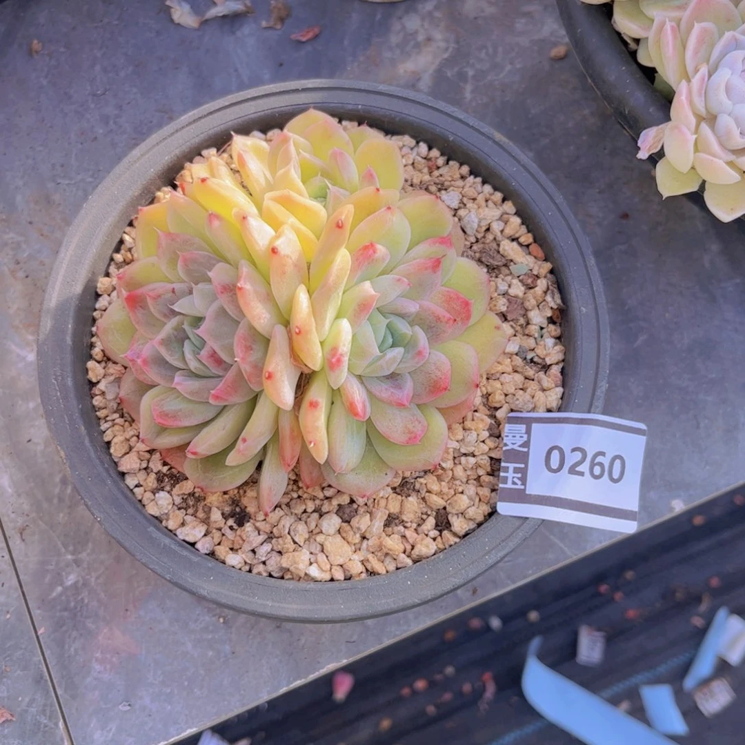 杂多肉植物哦0260