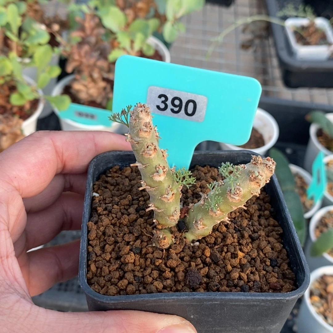 白皮越界多肉植物