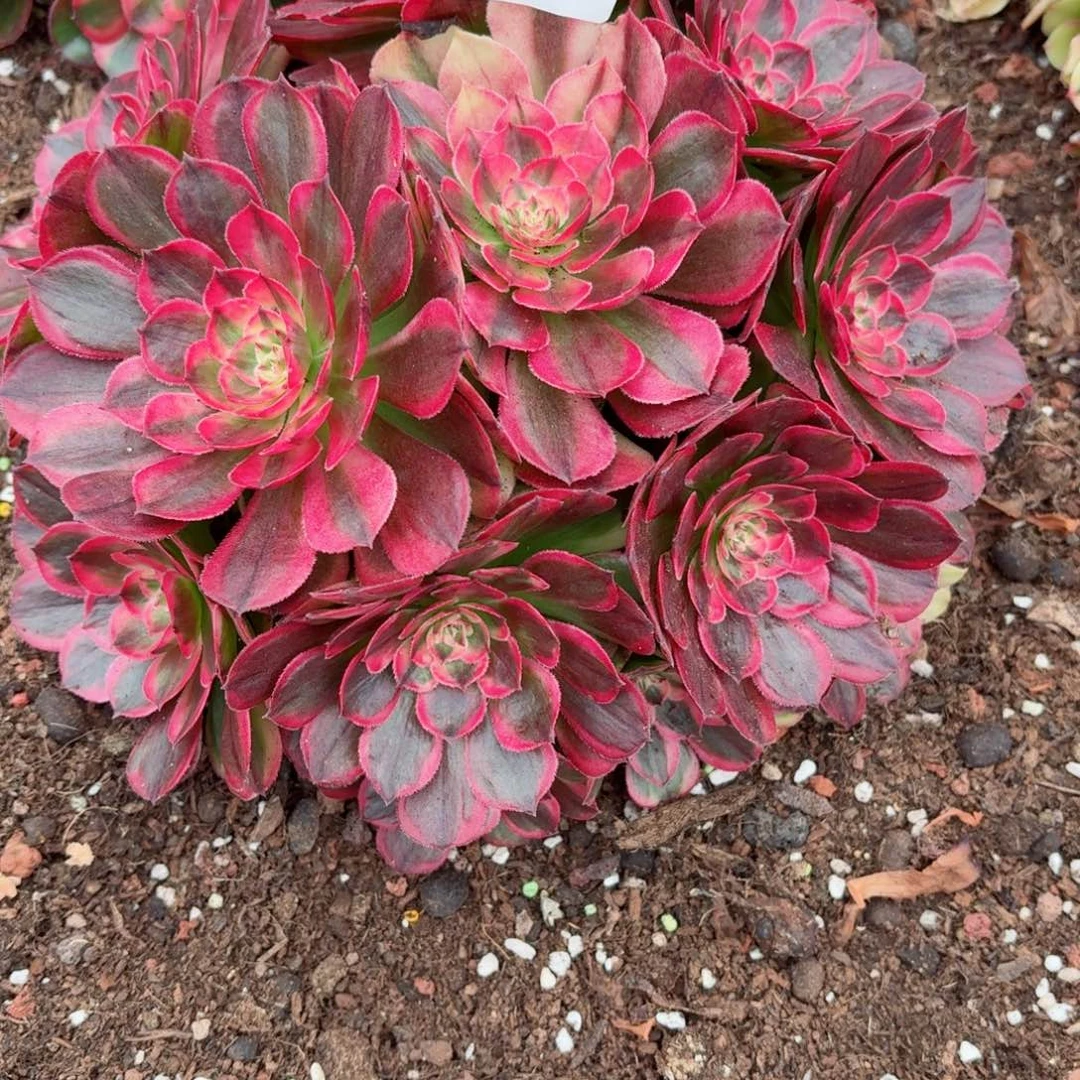 瘾***.31法师锦多肉812海神