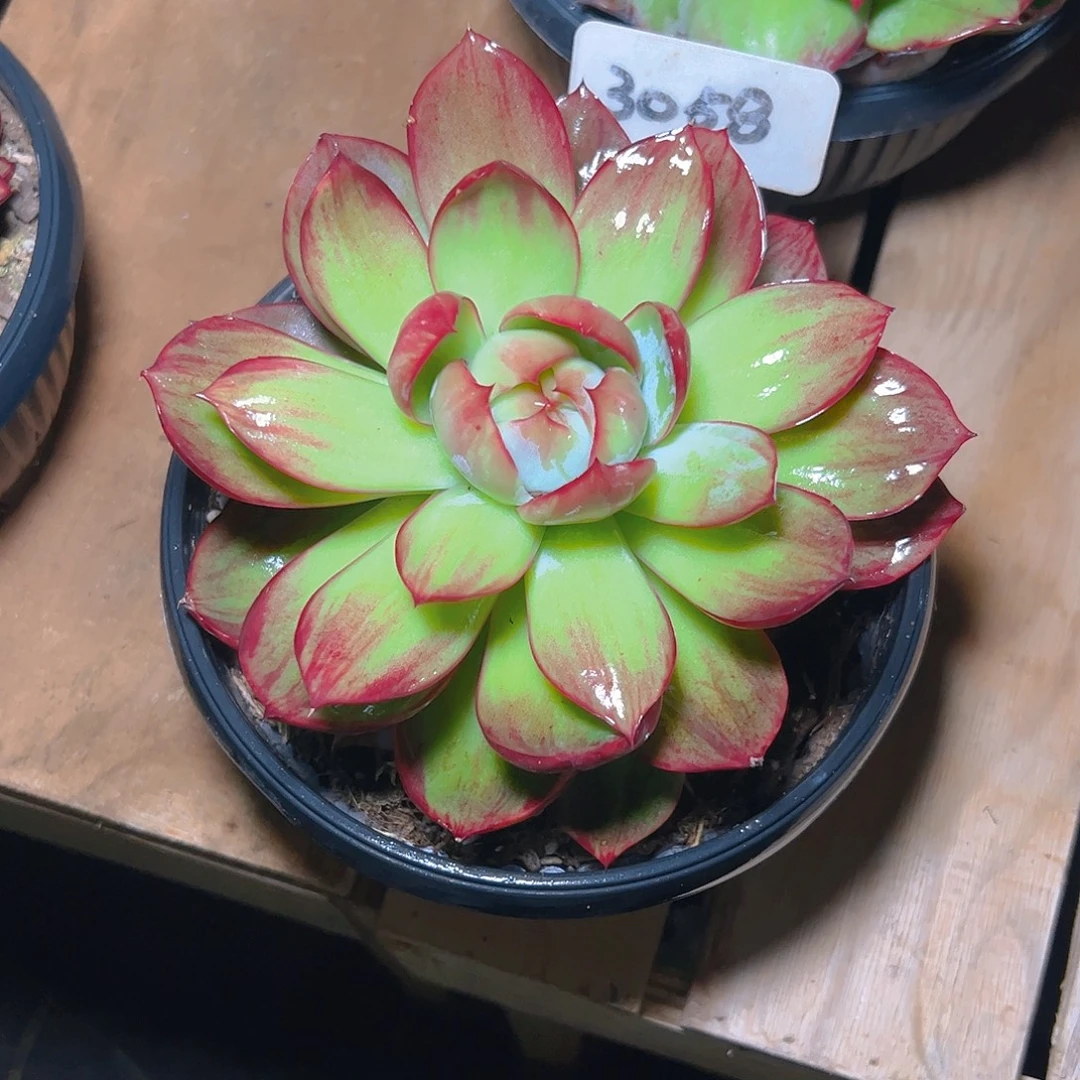 依***嫂惊鸿仙子一物一拍3058号