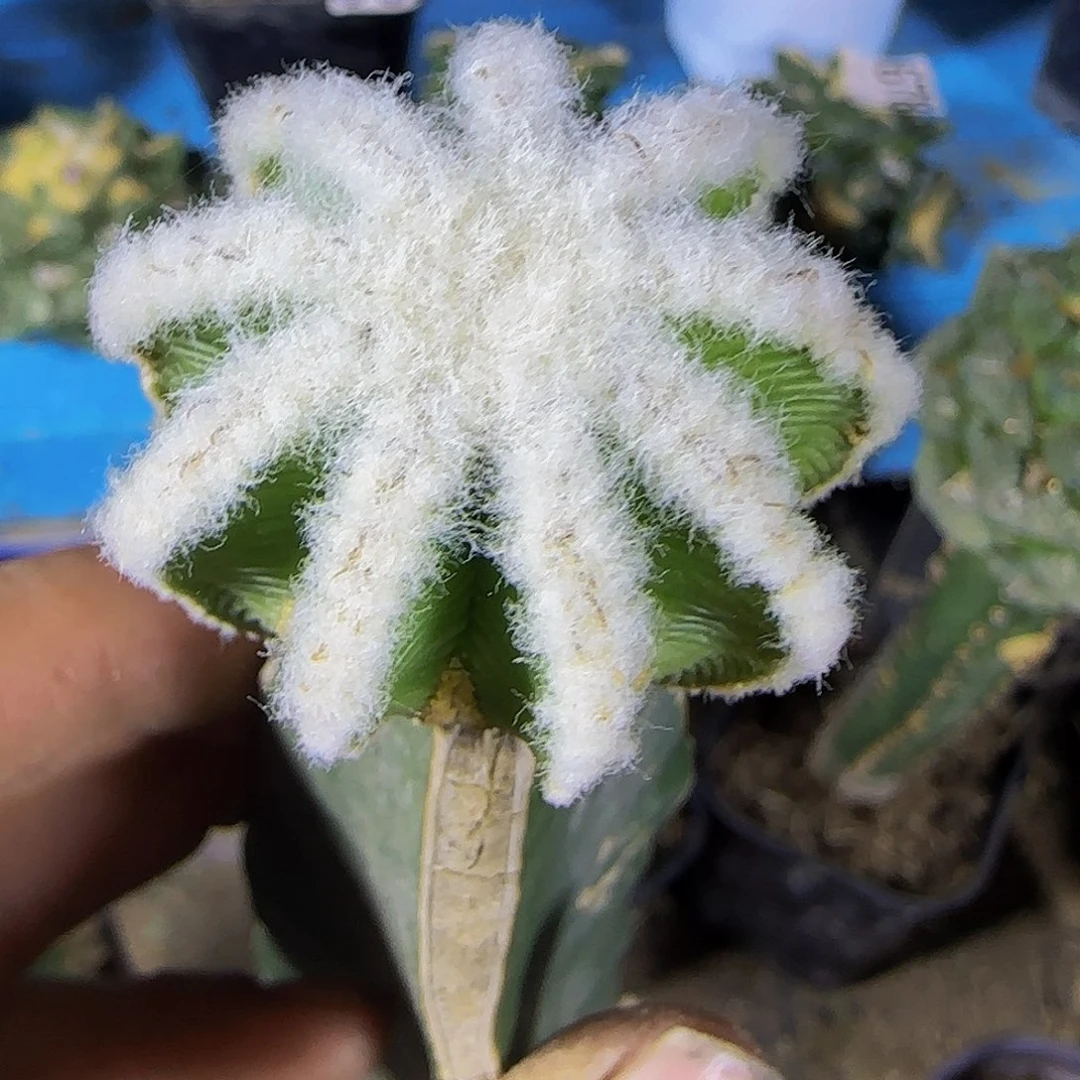长绒辛顿花龙912仙人球
