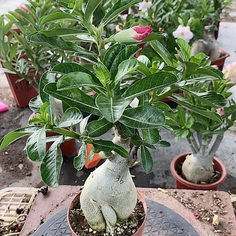 【闪购商品】无花朵枫*