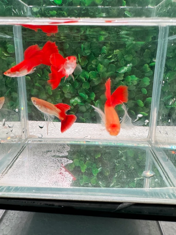 血红缎带大C孔雀鱼（入缸不赔，拍完整开箱视频报损，无视频无售后）