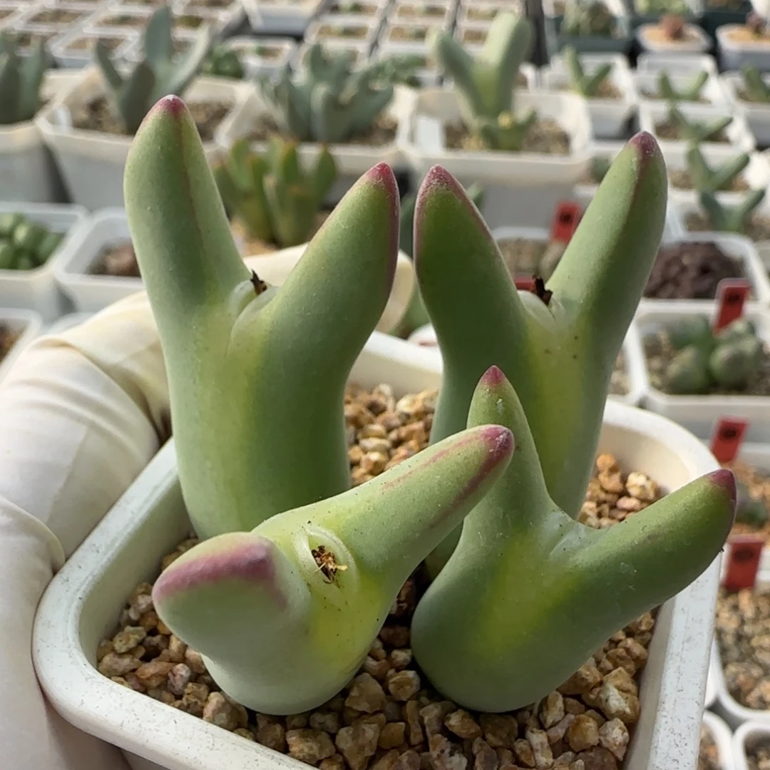 b***u12-4当天满38包邮嘟嘟嘴通天眼黄皮皮卡丘