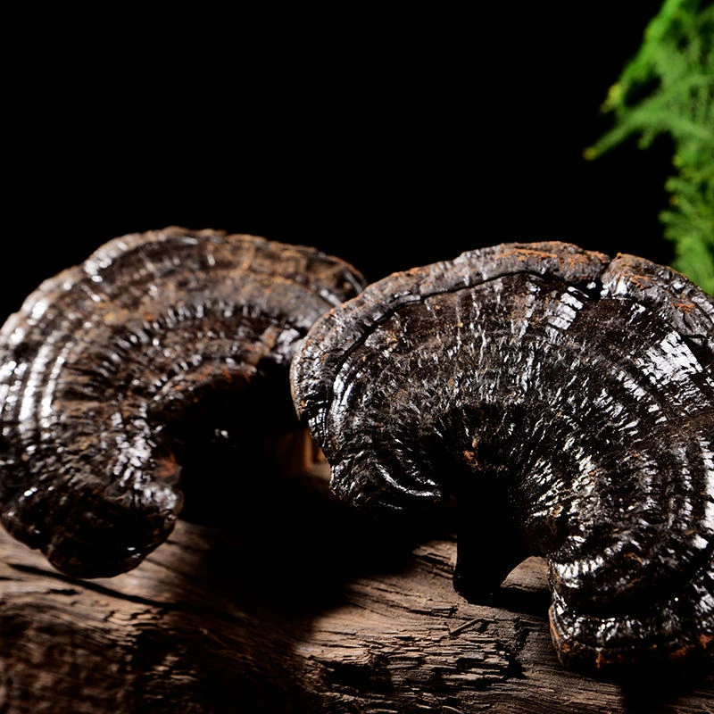 【正品黑灵芝】深山黑灵芝大营养250克/袋泡水泡酒煲汤打粉