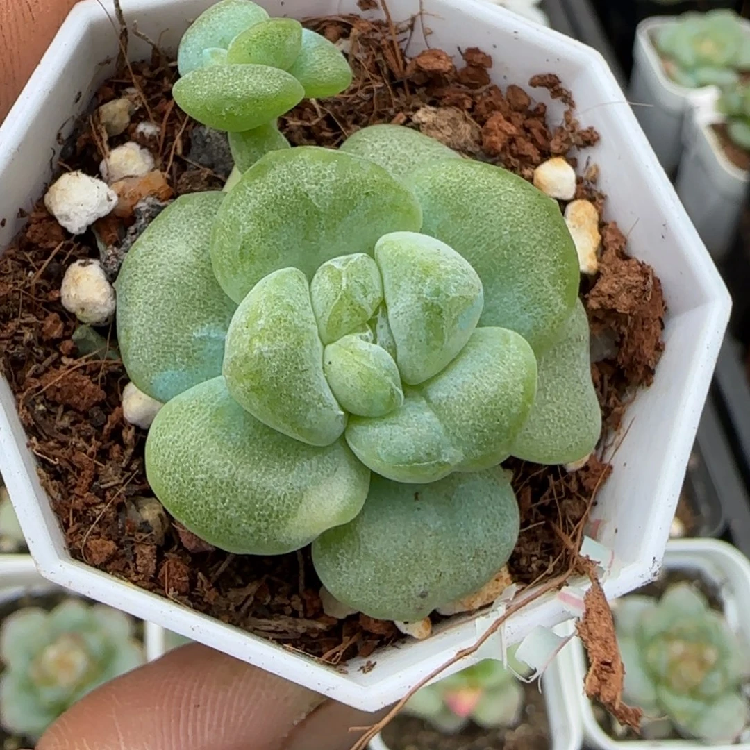 小卡拉米糖心一物一拍18-4