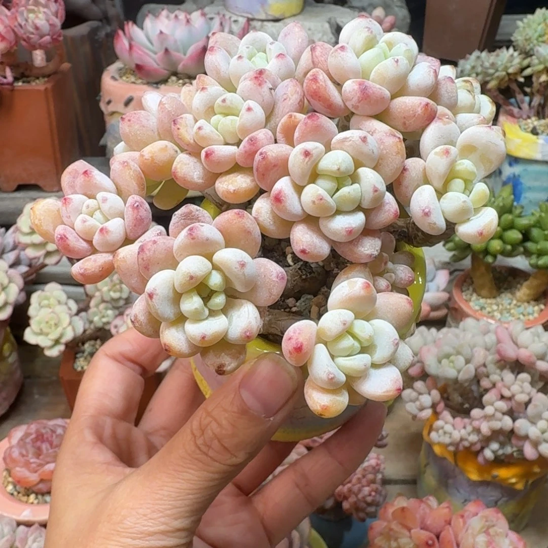 劳尔多肉含盆土一物一拍