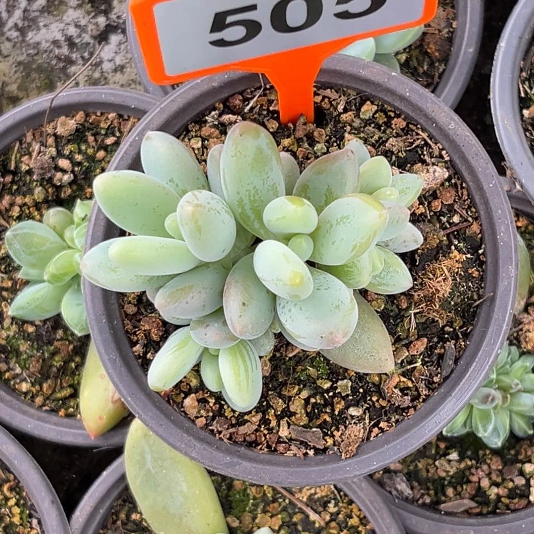多肉植物白兰地群505
