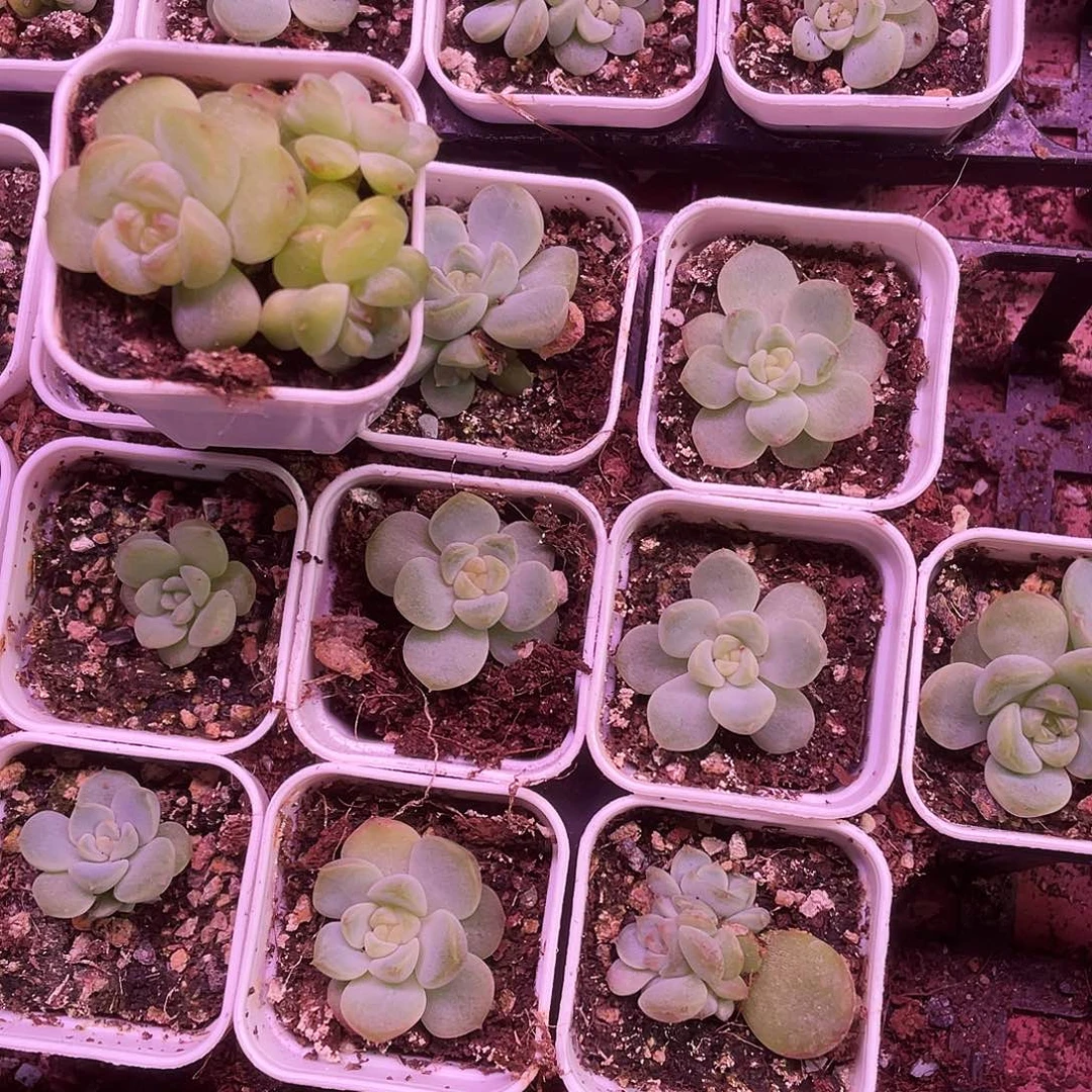 154 中苗盆一个满25包邮