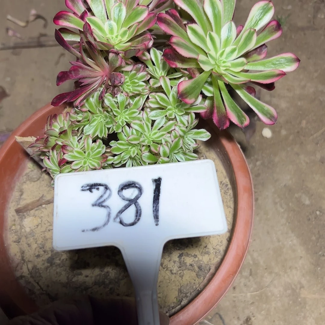 朴****多肉植物红铜白缀花小损9381