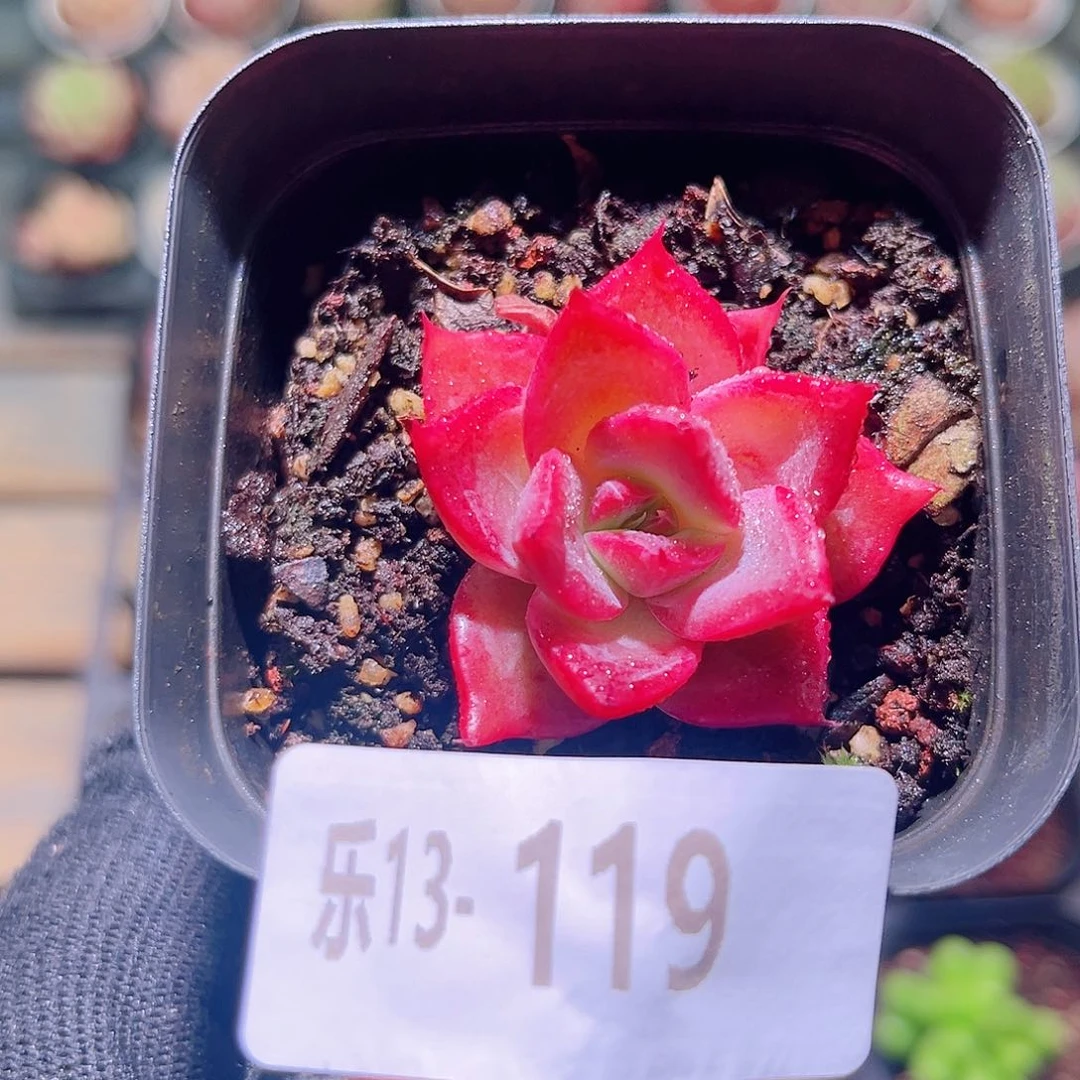 乐然13-119 新品单头