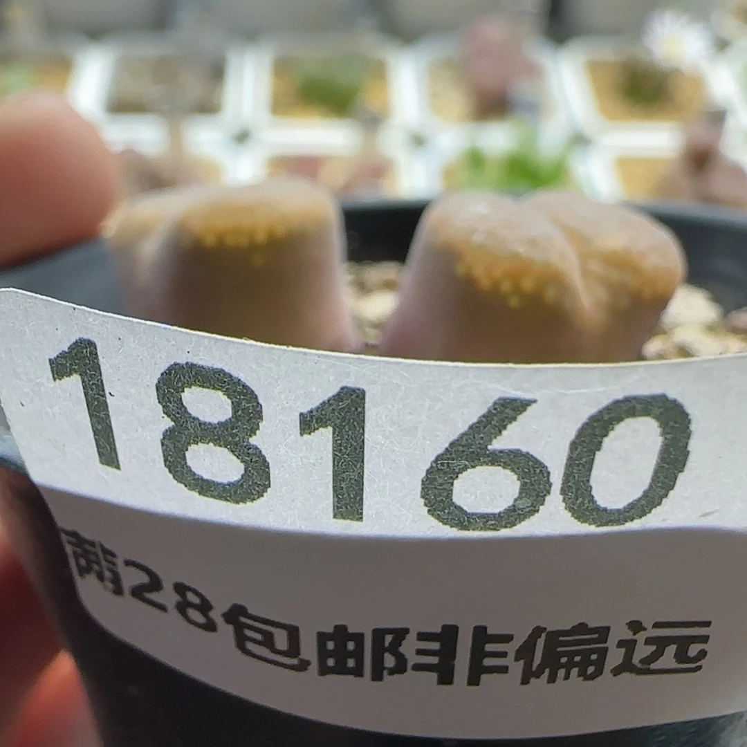 【闪购商品】柠****y18160