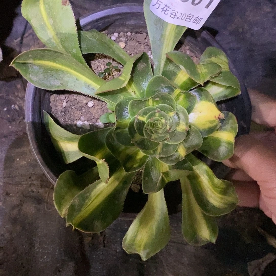 601暴君多肉植物