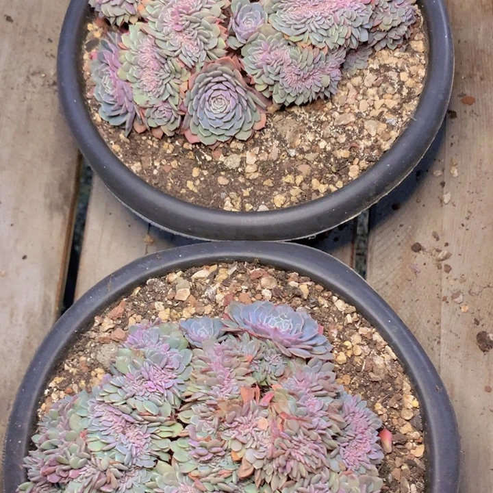 纸风车缀化14cm发