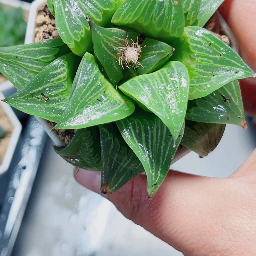 实生玉露多肉植物