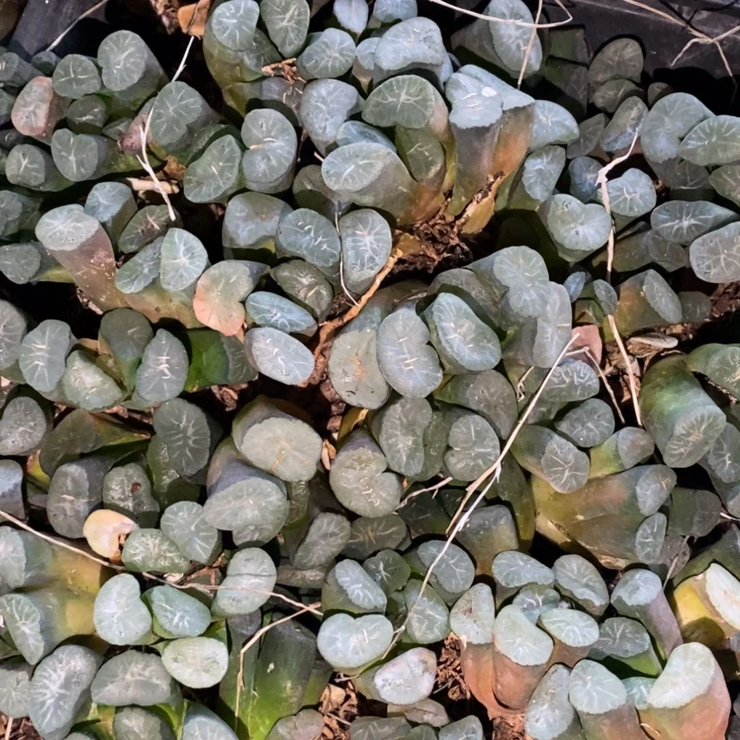 1336 一颗实生超大万象