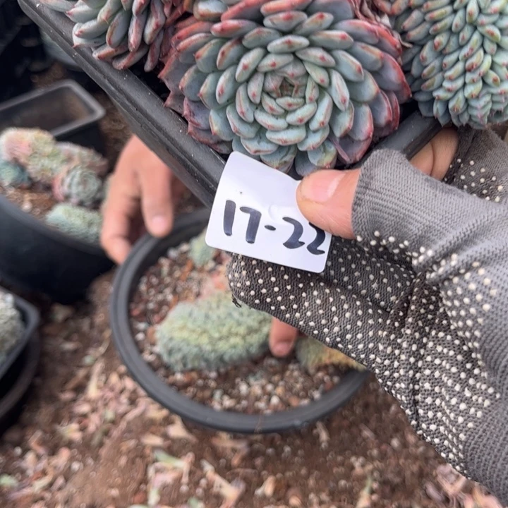 17-22。