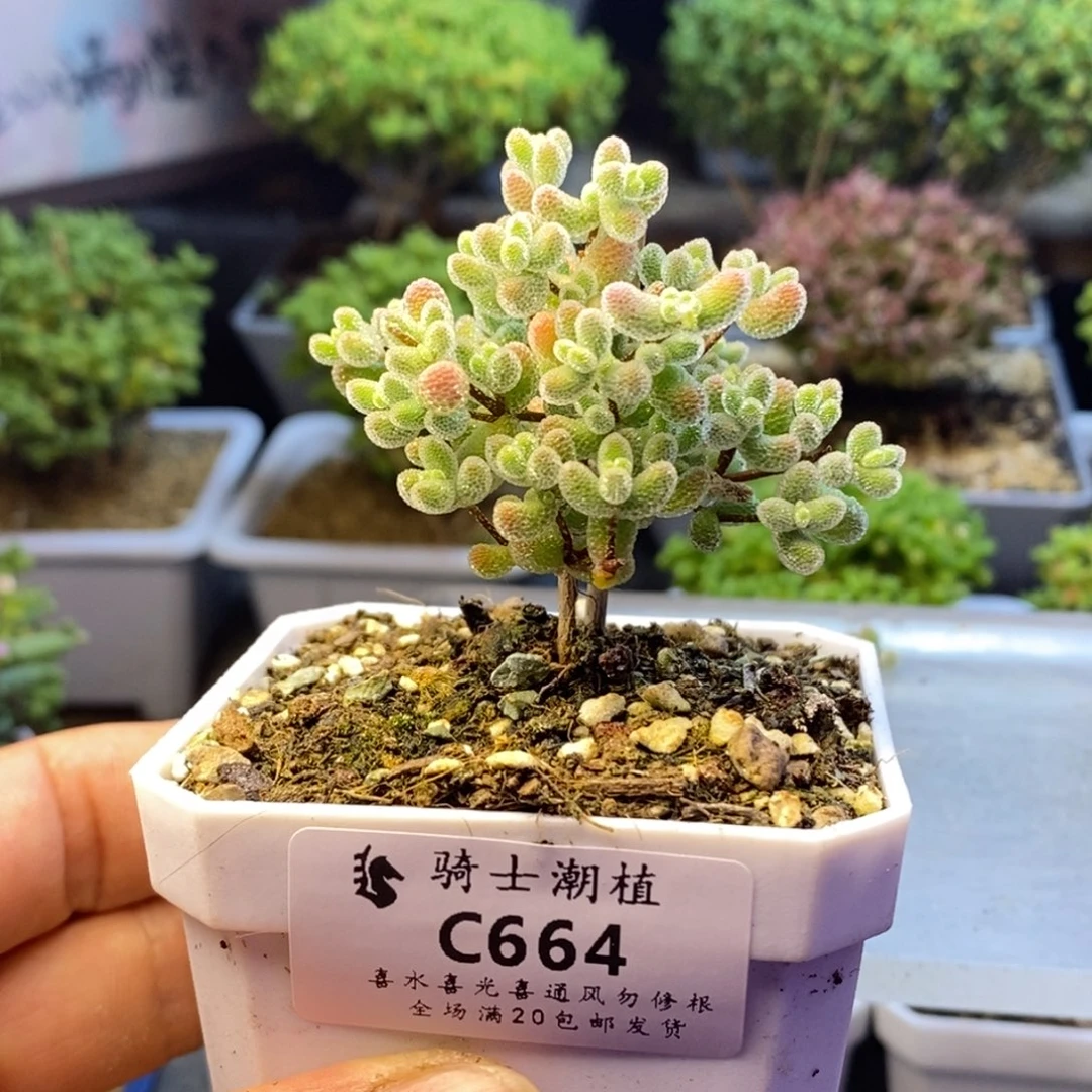 664实生精控优选冰晶