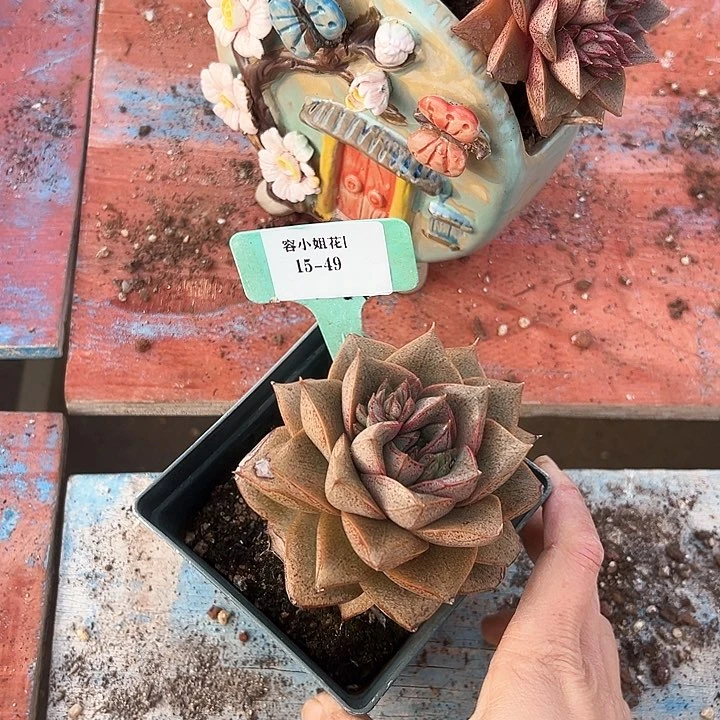 15.49大合惊一个脱土有瑕