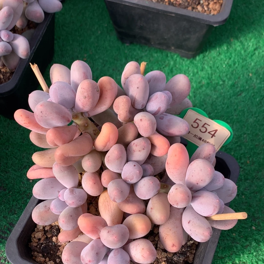 米可奶无砍老桩554