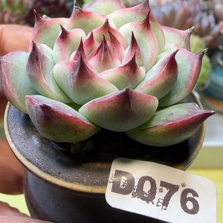 D076一物一拍多肉