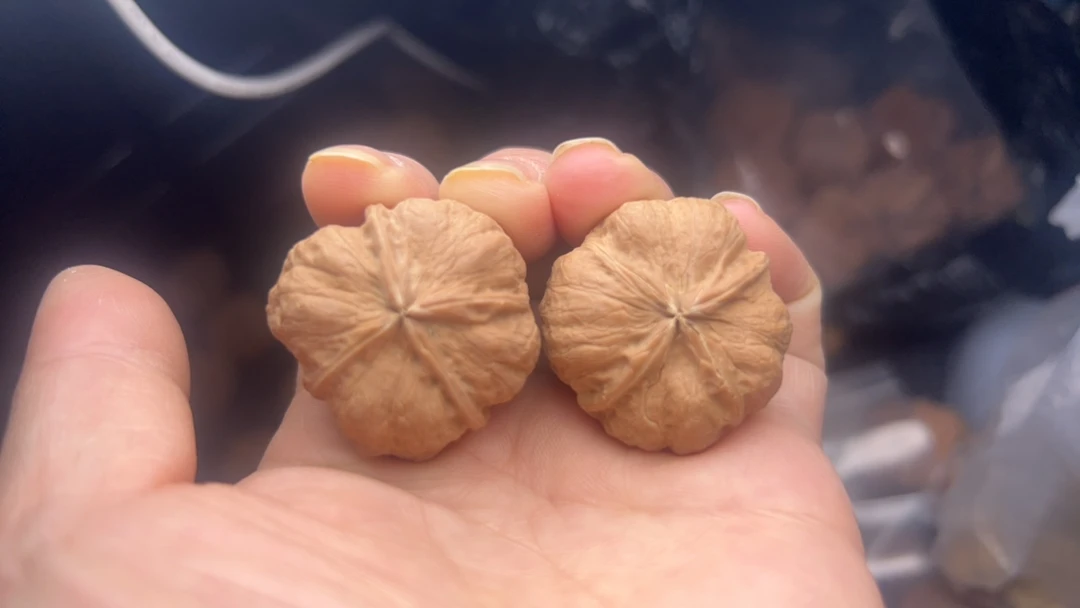 野生小核桃三棱或四棱