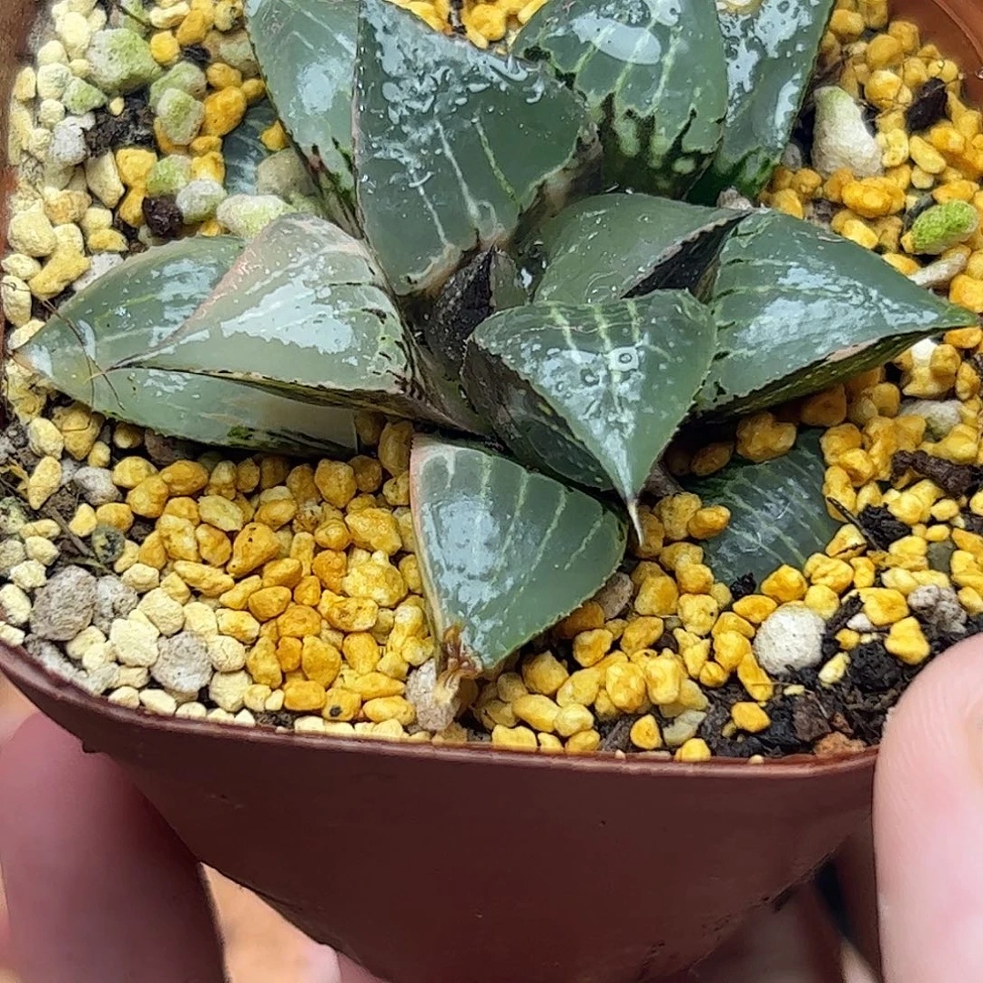 酒吞童子锦十二卷多肉植物