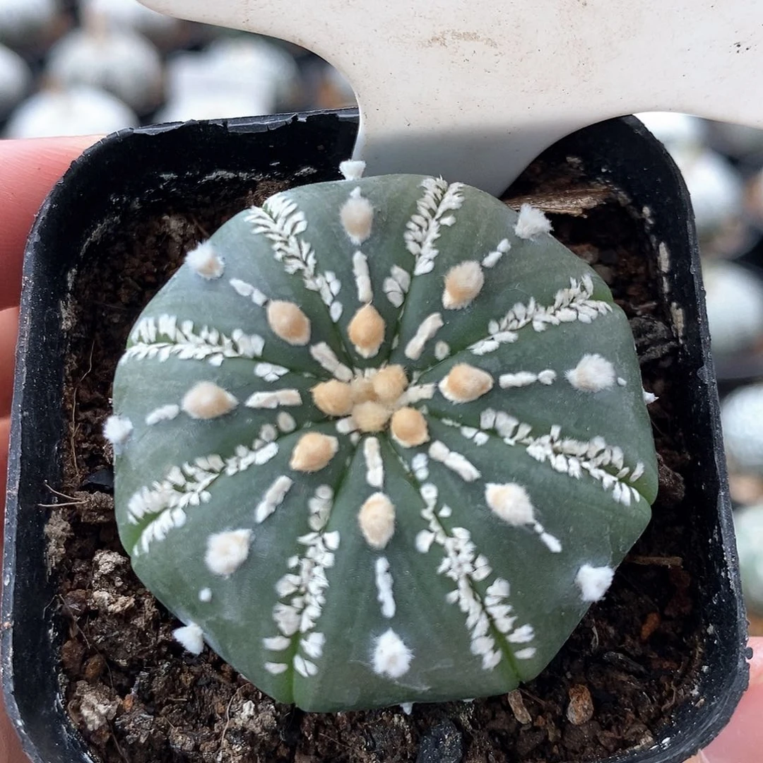 121美纹连线系列产品