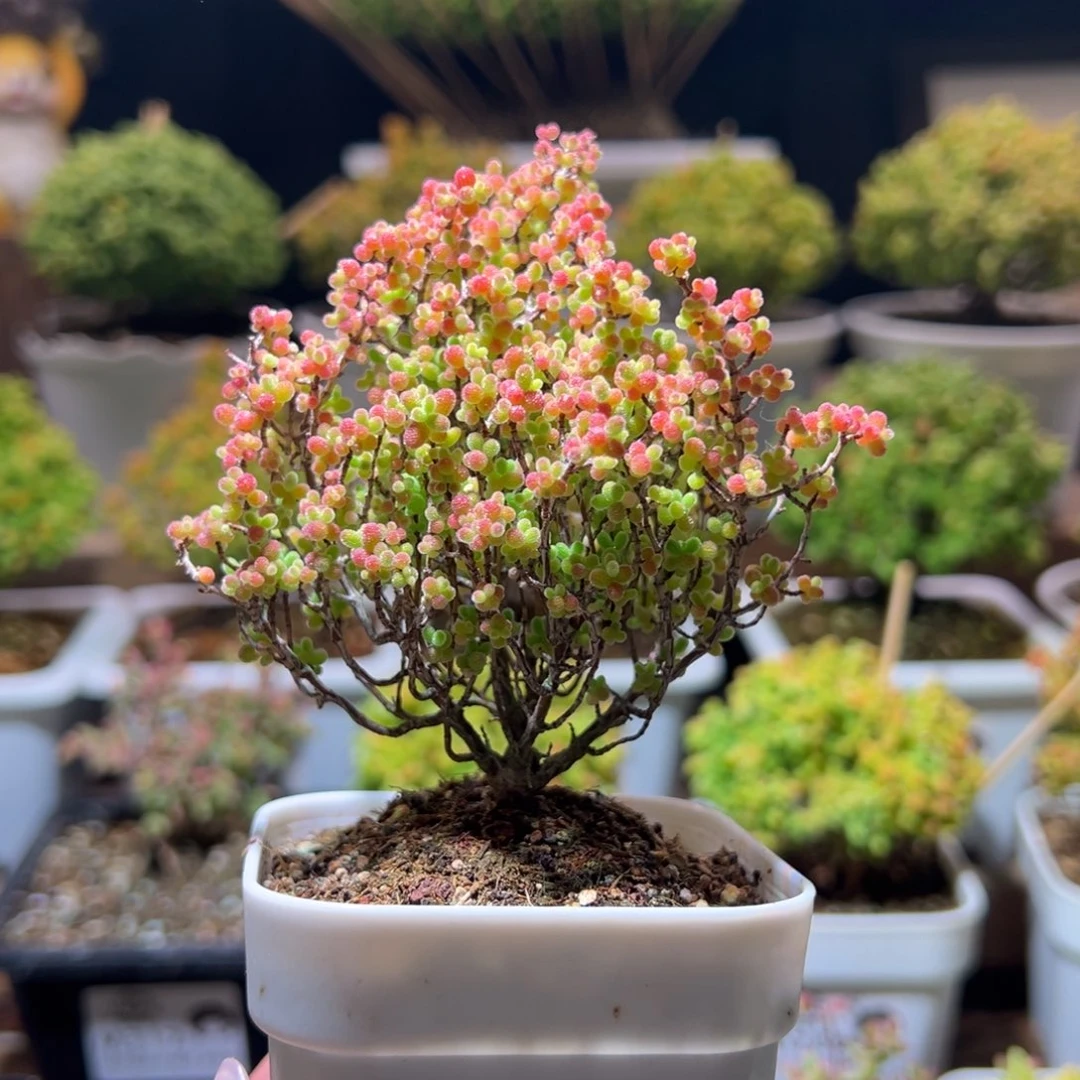 658蜜橘一物一拍带盆土发货