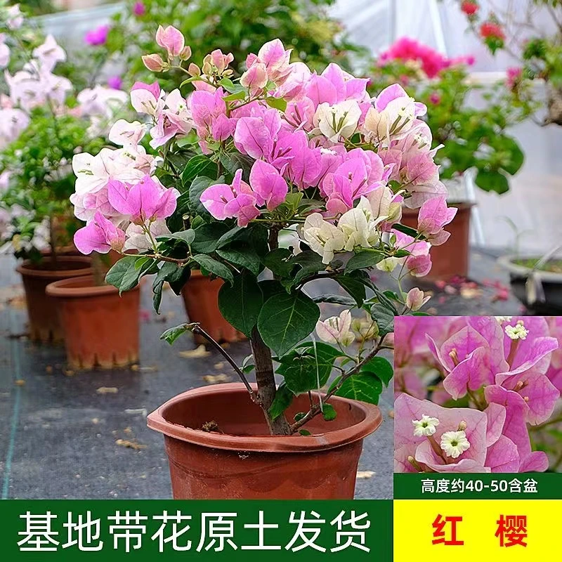 稀有品种红缨三角梅老桩带土带花基地直发 阳台庭院种植基地发货