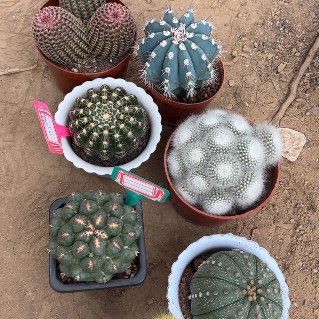 小***赖零零落落 零零落落