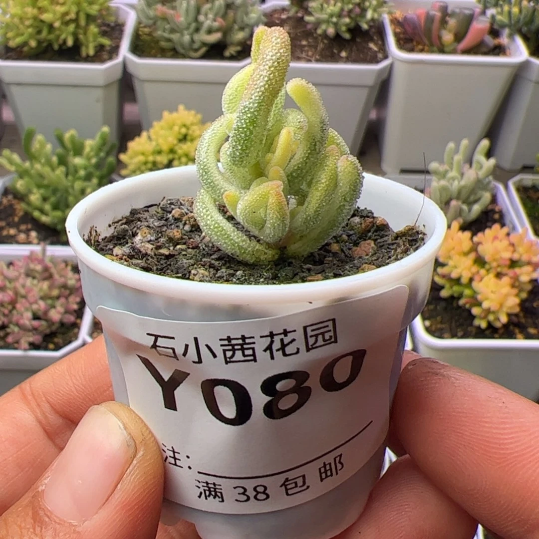 多肉植物枝干番杏超白