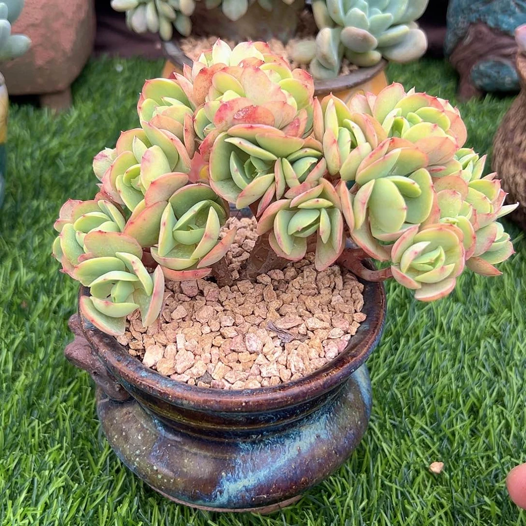 鸡蛋碧桃小树朵朵缀