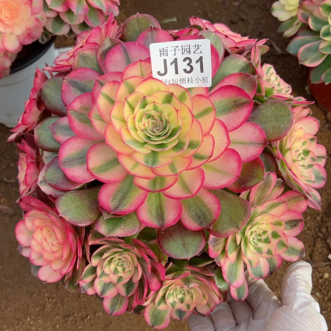 131荔枝尺寸25左右